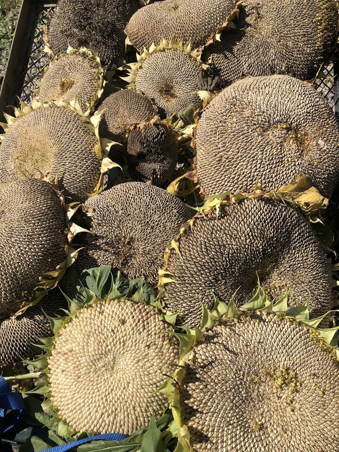 Giant Sunflower (Helianthus annuus) 50 Organic Seeds (12 grams) by Smoke Camp Crafts - Cut Flower, Edible Seeds