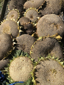Giant Sunflower (Helianthus annuus) 50 Organic Seeds (12 grams) by Smoke Camp Crafts - Cut Flower, Edible Seeds
