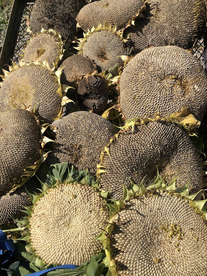 Giant Sunflower (Helianthus annuus) 50 Organic Seeds (12 grams) by Smoke Camp Crafts - Cut Flower, Edible Seeds