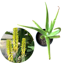 Aloe (Aloe vera), Giant Aloe Live Plant in 2.5-inch Pot - ORGANIC