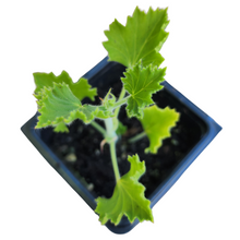 Geranium, Ginger (Pelargonium nervosum) Organic Plant in a 2.5-inch Pot by Smoke Camp Crafts - Ginger Scented Leaves