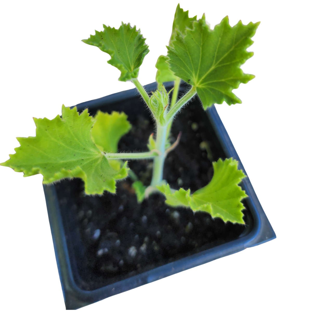 Geranium, Ginger (Pelargonium nervosum) Organic Plant in a 2.5-inch Pot by Smoke Camp Crafts - Ginger Scented Leaves