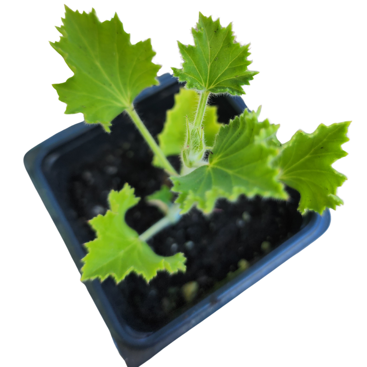 Geranium, Ginger (Pelargonium nervosum) Organic Plant in a 2.5-inch Pot by Smoke Camp Crafts - Ginger Scented Leaves