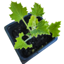 Geranium, Ginger (Pelargonium nervosum) Organic Plant in a 2.5-inch Pot by Smoke Camp Crafts - Ginger Scented Leaves