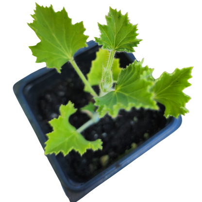 Geranium, Ginger (Pelargonium nervosum) Organic Plant in a 2.5-inch Pot by Smoke Camp Crafts - Ginger Scented Leaves