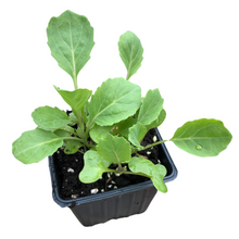 Cabbage, Golden Acre (Brassica oleracea var. capitata) Organic Plant in 2.5-inch Pot by Smoke Camp Crafts