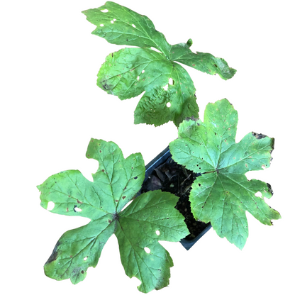 Goldenseal (Hydrastis canadensis) Organic Plant in 2.5-inch Pot by Smoke Camp Crafts - Farm Grown - Native Perennial