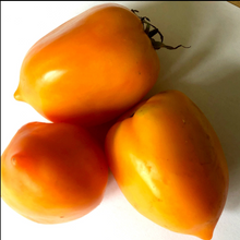 Pointy Goldfish  Tomato (Solanum lycopersicum) Organic Plant in 2.5-inch Pot by Smoke Camp Crafts- Open-Pollinated Tomato