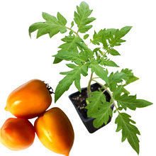 Pointy Goldfish  Tomato (Solanum lycopersicum) Organic Plant in 2.5-inch Pot by Smoke Camp Crafts- Open-Pollinated Tomato