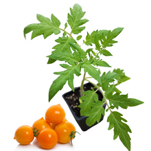 Pointy Goldfish  Tomato (Solanum lycopersicum) Organic Plant in 2.5-inch Pot by Smoke Camp Crafts- Open-Pollinated Tomato
