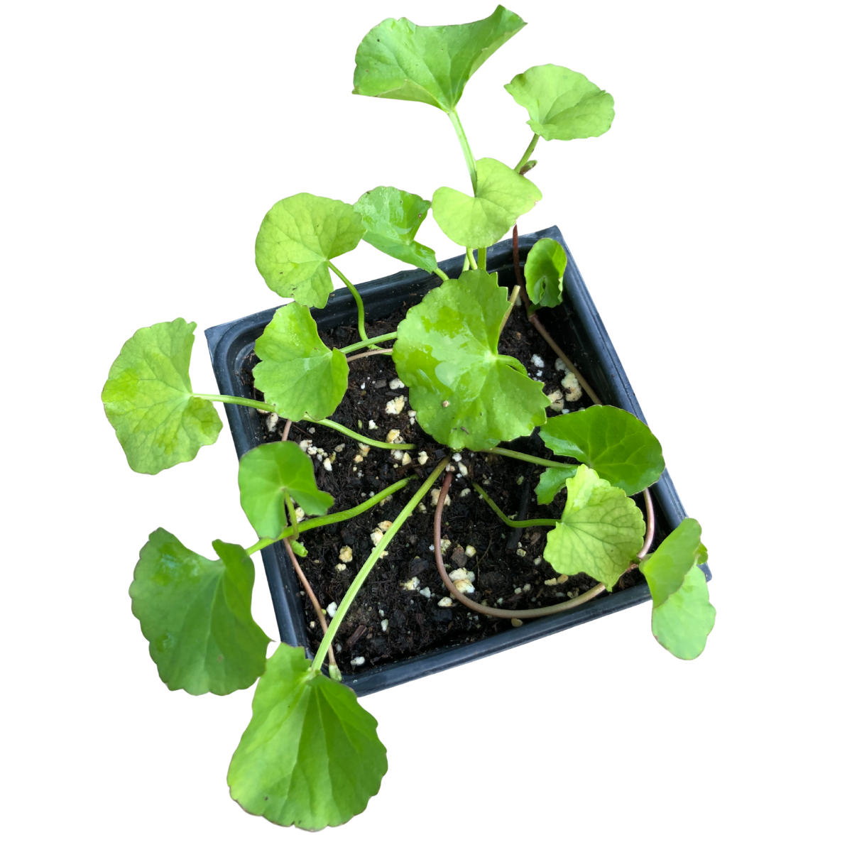 gotu kola indoor plant Gotu Kola (Centella asiatica) Organic Plant in 2.5-inch Pot by Smoke Camp Crafts