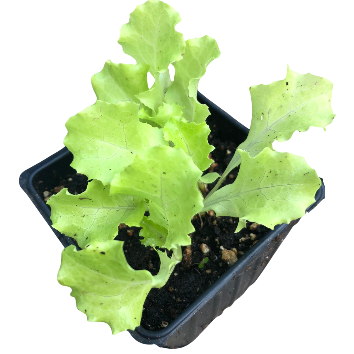 The Organic Lettuce, Grand Rapids (Lactuca sativa) Plant by Smoke Camp Crafts comes in a 2.5-inch pot with light green, ruffled leaves—perfect for growing your own fresh salad greens at home.