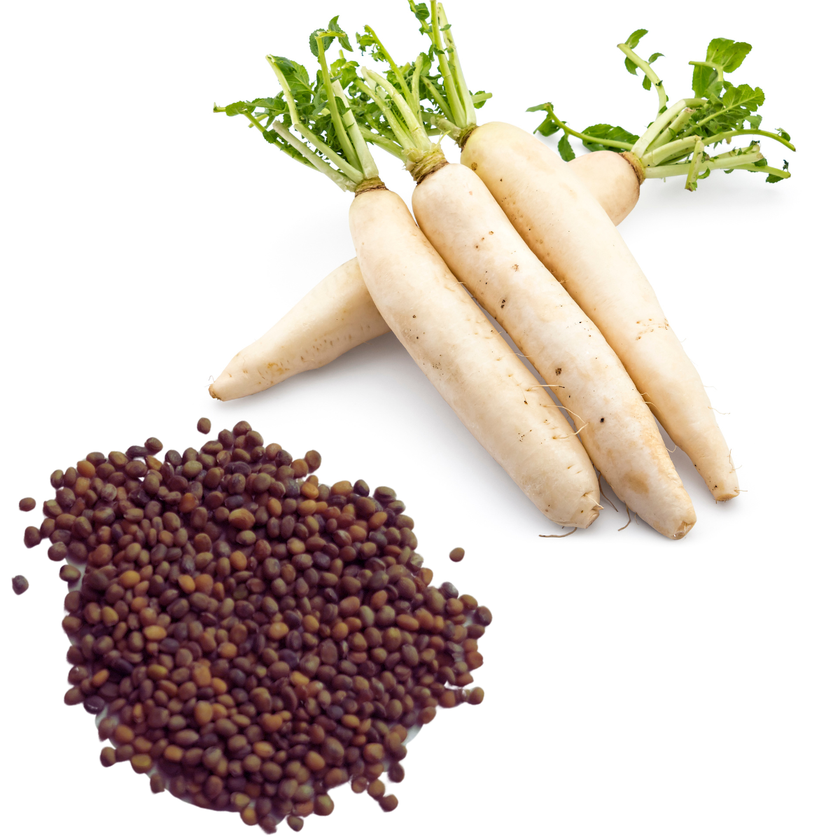Four fresh daikon radishes with green tops are beside a pack of Smoke Camp Crafts Groundhog Daikon radish organic seeds—50 seeds (1g), ideal as a cover crop, tilling radish, biodrill, or nutrient cycler—on a white background.