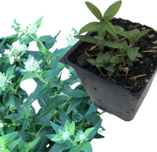 Organic Hoary Mountain Mint (Pycnanthemum incanum) in 2.5-Inch Pot by Smoke Camp Crafts