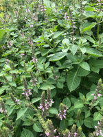 Holy Basil Live Plant, (Ocimum tenuiflorum) 2.5 inch Pot - Tulsi - Temperate Basil - Annual - Sweet Scented - Organic Medicinal Herb Plant by Smoke Camp Crafts