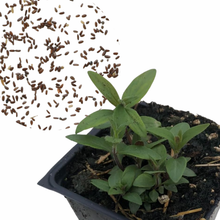Hoary Mountain Mint Seeds (Pycnanthemum incanum) 1000 Seeds (0.1 gram) by Smoke Camp Crafts - North American Native Pollinator
