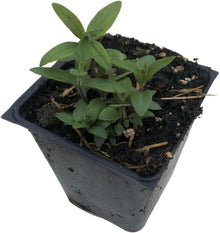 Organic Hoary Mountain Mint (Pycnanthemum incanum) in 2.5-Inch Pot by Smoke Camp Crafts