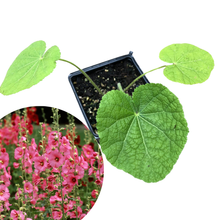 Hollyhock, Pink (Alcea rosea) Organic Plant in a 2.5-inch Pot - Cottage Garden Classic
