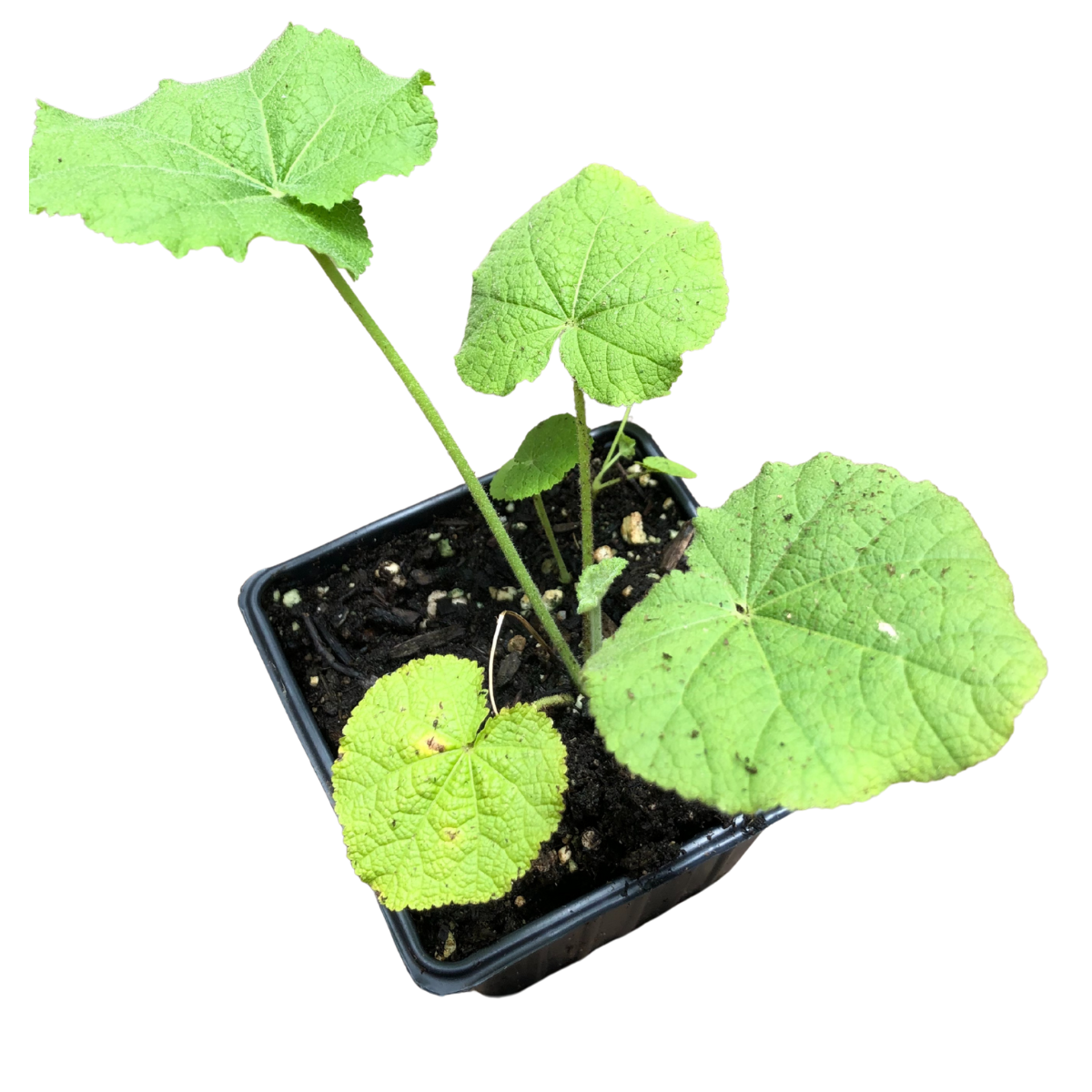 Hollyhock, Pink (Alcea rosea) Organic Plant in a 2.5-inch Pot - Cottage Garden Classic