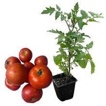 Tomato, Homestead (Solanum lycopersicum) Organic Plant in 2.5-inch Pot by Smoke Camp Crafts - WV Heirloom Multipurpose Tomato