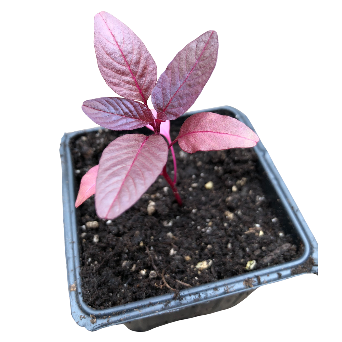 Amaranth, Hopi Red Dye (Amaranthus cruentus) Organic Plant in 2.5-inch Pot by Smoke Camp Crafts - Multipurpose Edible, Ornamental, Dye Amaranth