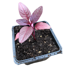 Amaranth, Hopi Red Dye (Amaranthus cruentus) Organic Plant in 2.5-inch Pot by Smoke Camp Crafts - Multipurpose Edible, Ornamental, Dye Amaranth