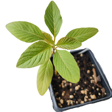 Amaranth, Hot Biscuits (Amaranthus cruentus) Organic Plant in 2.5-inch Pot by Smoke Camp Crafts - Eye-Catching Cut Flower