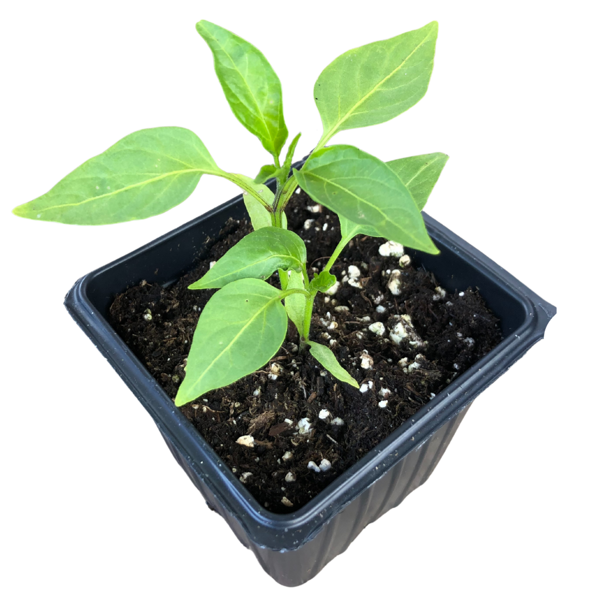Hot Pepper, Hungarian Wax (Capsicum annuum) Organic Plant in 2.5-inch Pot by Smoke Camp Crafts - All-Purpose Hot Pepper