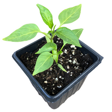 Hot Pepper, Hungarian Wax (Capsicum annuum) Organic Plant in 2.5-inch Pot by Smoke Camp Crafts - All-Purpose Hot Pepper