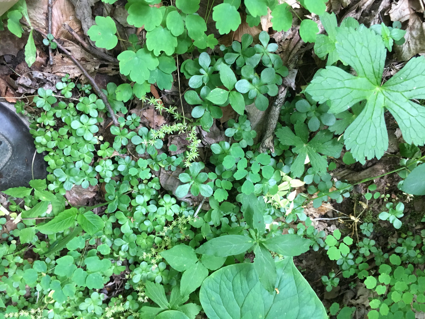 Woodland Stonecrop (Sedum ternatum) Organic Plant in 2.5-inch Pot by Smoke Camp Crafts - North American Native - Shade Tolerant Groundcover