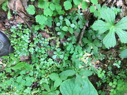 Woodland Stonecrop (Sedum ternatum) Organic Plant in 2.5-inch Pot by Smoke Camp Crafts - North American Native - Shade Tolerant Groundcover