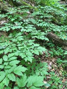 Black Cohosh (Actaea racemosa) Organic Plant in 2.5-inch Pot by Smoke Camp Crafts - North American Native Perennial