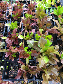 Organic Lettuce, Salad Mix in 2.5-inch Pot by Smoke Camp Crafts - Cut and Come Again Blend