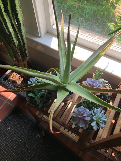 big aloe vera plant near me Aloe (Aloe vera), Giant Aloe Live Plant in 2.5-inch Pot