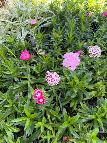 Sweet William Live Plant (Dianthus barbatus) in 2.5-inch Pot, Organic