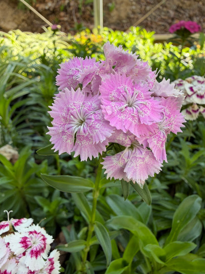Sweet William Live Plant (Dianthus barbatus) in 2.5-inch Pot, Organic