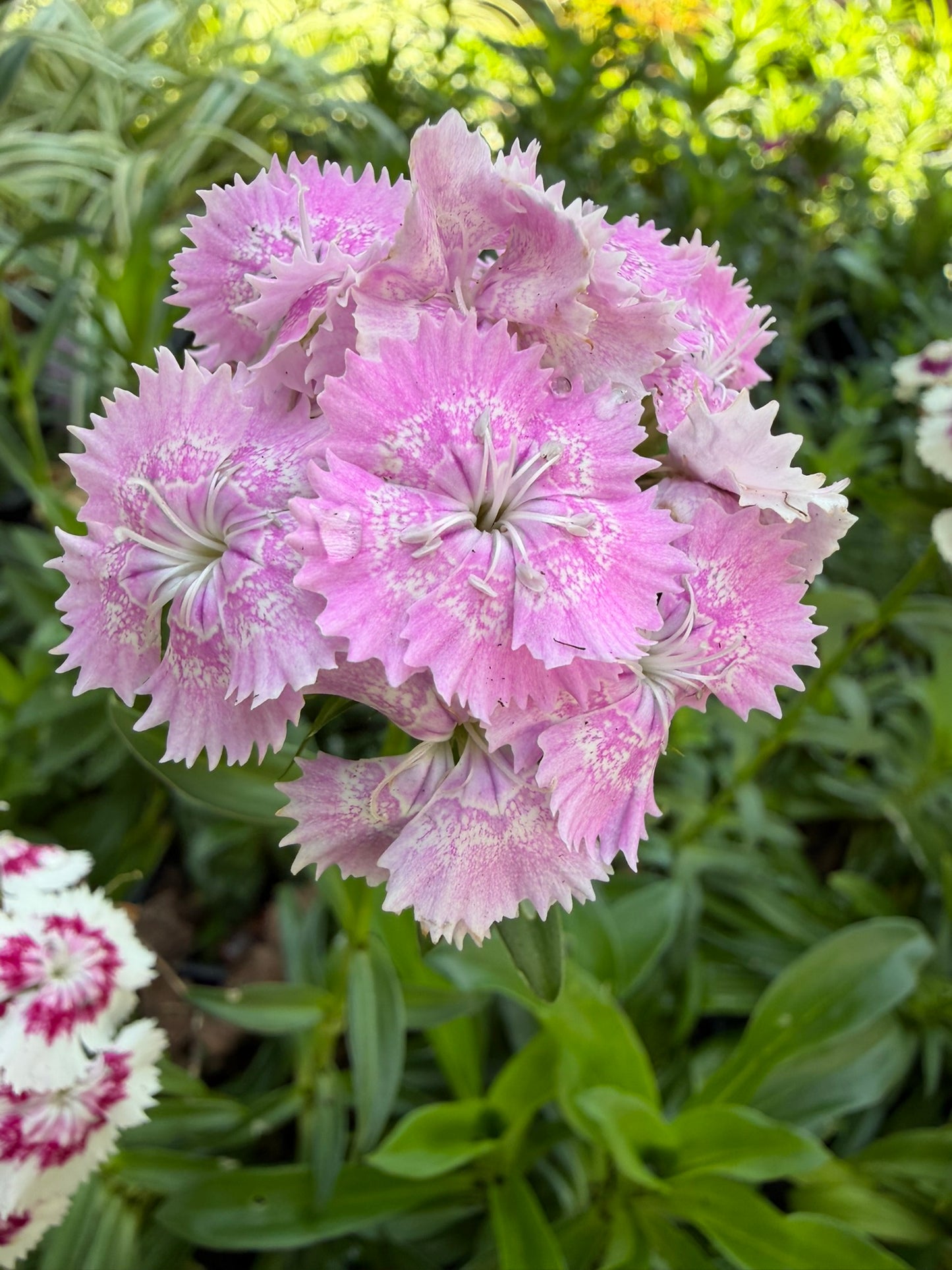 Sweet William Live Plant (Dianthus barbatus) in 2.5-inch Pot, Organic