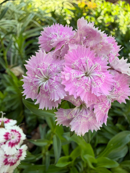 Sweet William Live Plant (Dianthus barbatus) in 2.5-inch Pot, Organic