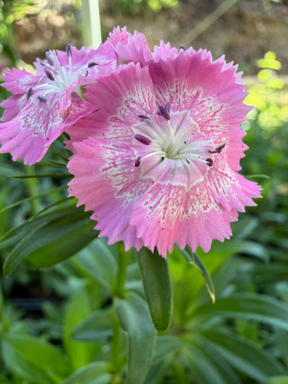 Sweet William Live Plant (Dianthus barbatus) in 2.5-inch Pot, Organic