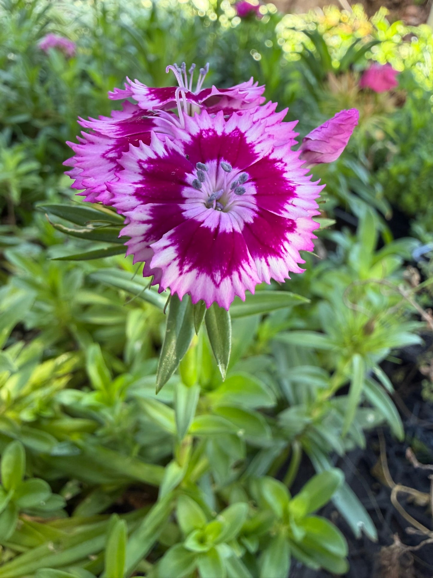 Sweet William Live Plant (Dianthus barbatus) in 2.5-inch Pot, Organic