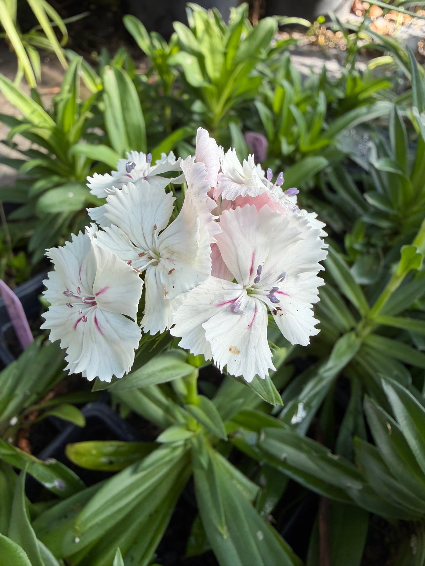 Sweet William Live Plant (Dianthus barbatus) in 2.5-inch Pot, Organic