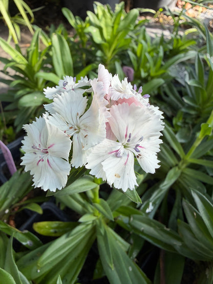 Sweet William Live Plant (Dianthus barbatus) in 2.5-inch Pot, Organic