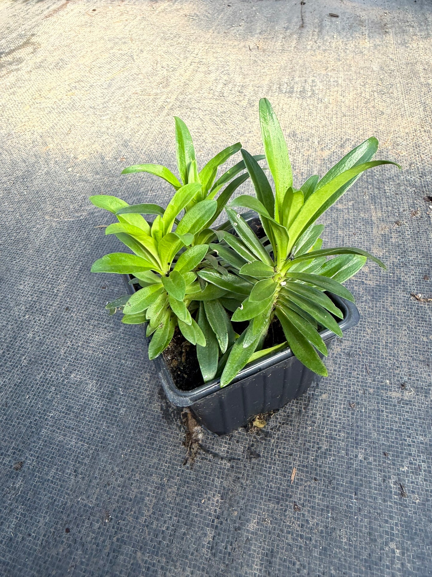 Sweet William Live Plant (Dianthus barbatus) in 2.5-inch Pot, Organic