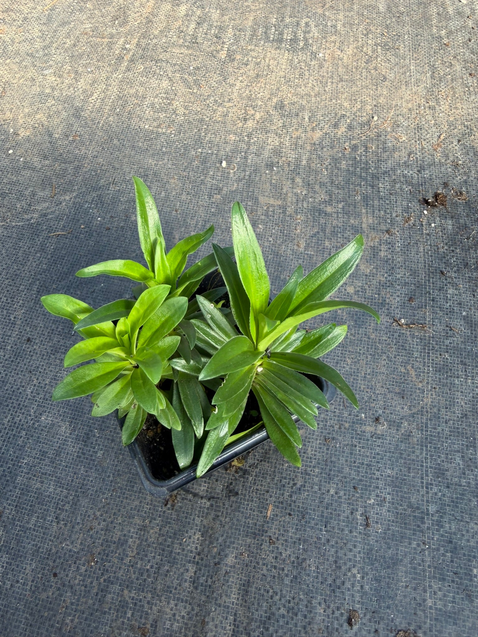 Sweet William Live Plant (Dianthus barbatus) in 2.5-inch Pot