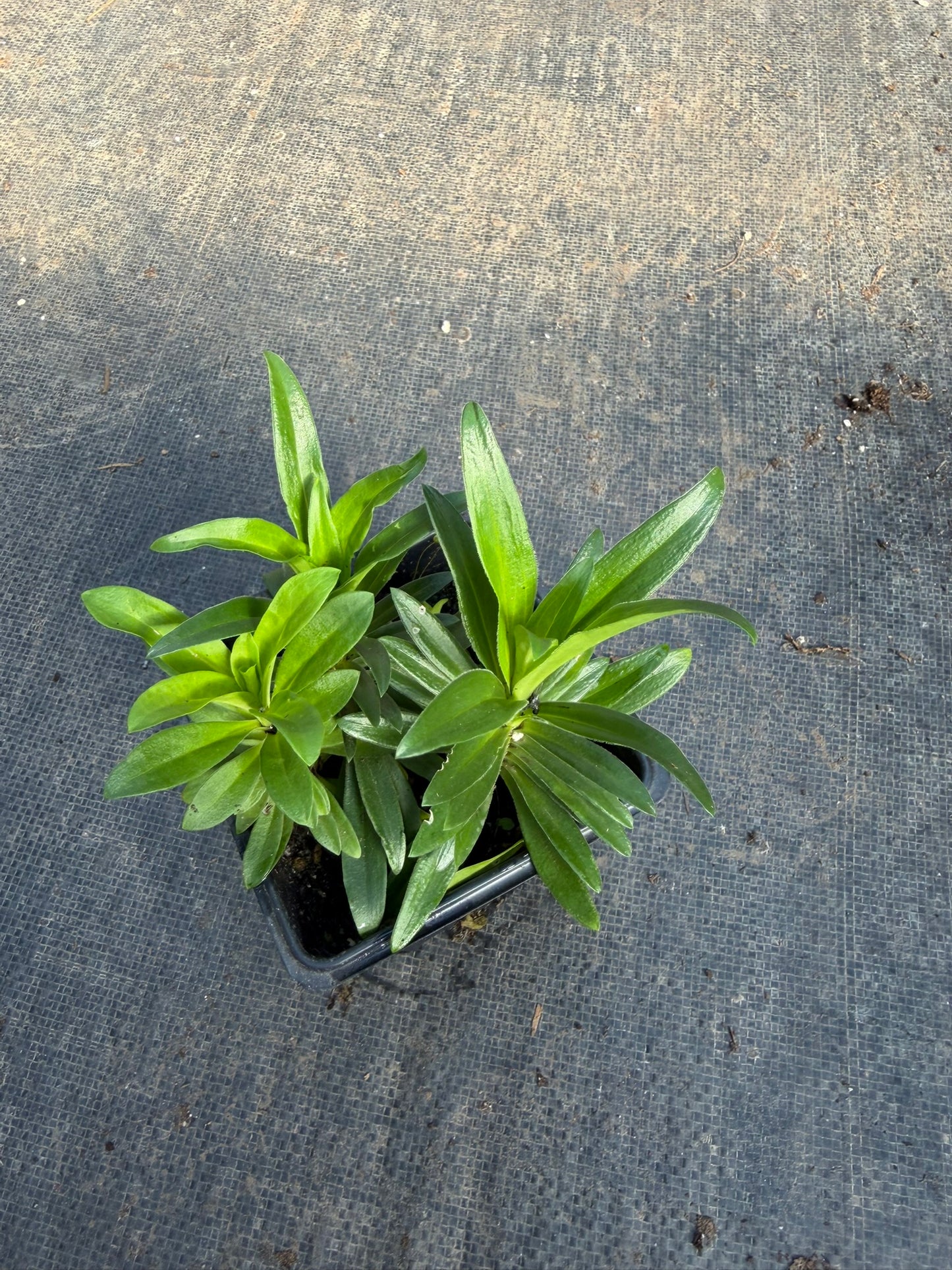 Sweet William Live Plant (Dianthus barbatus) in 2.5-inch Pot, Organic
