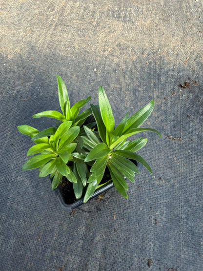 Sweet William Live Plant (Dianthus barbatus) in 2.5-inch Pot, Organic
