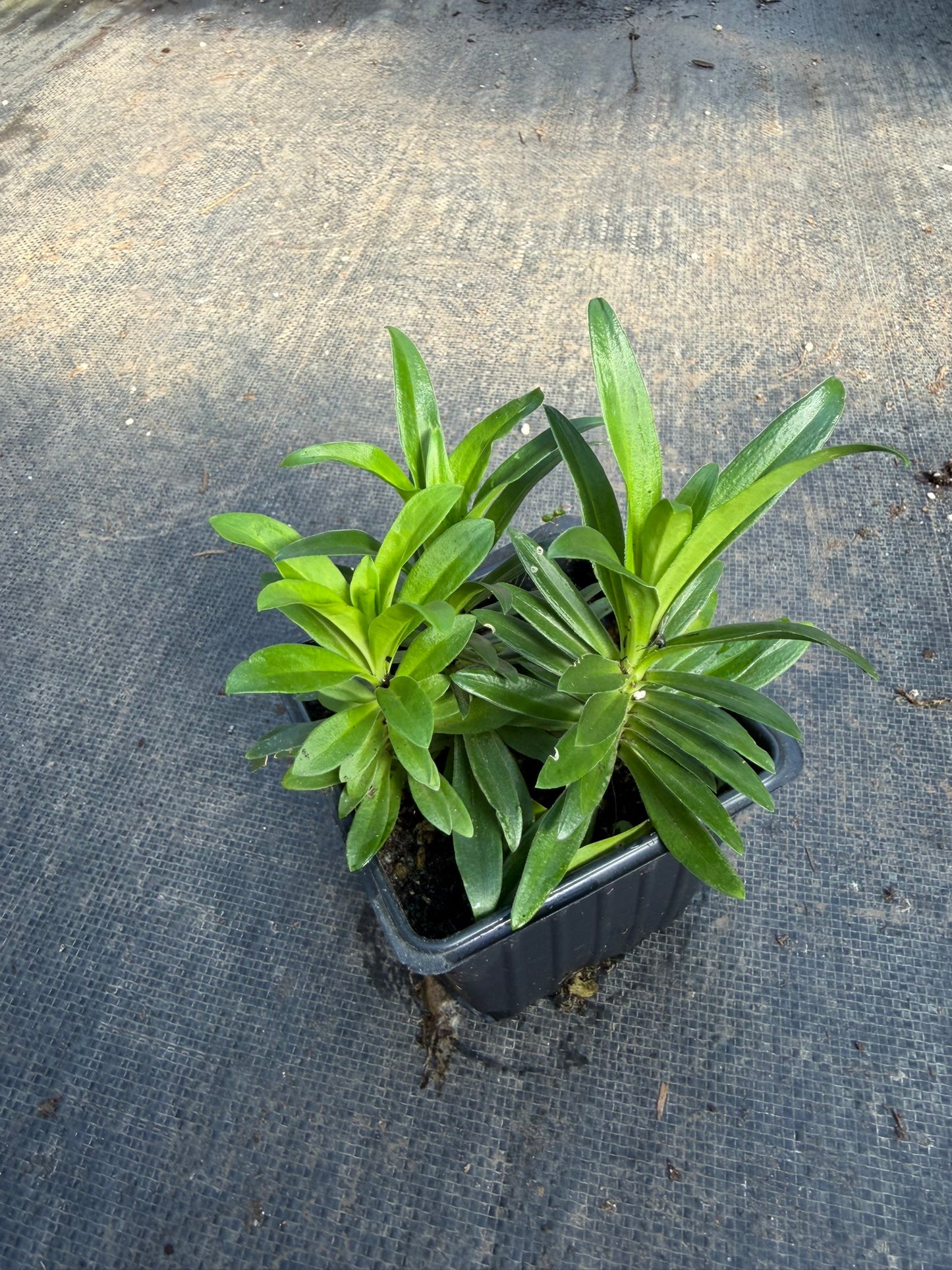Sweet William Live Plant (Dianthus barbatus) in 2.5-inch Pot, Organic