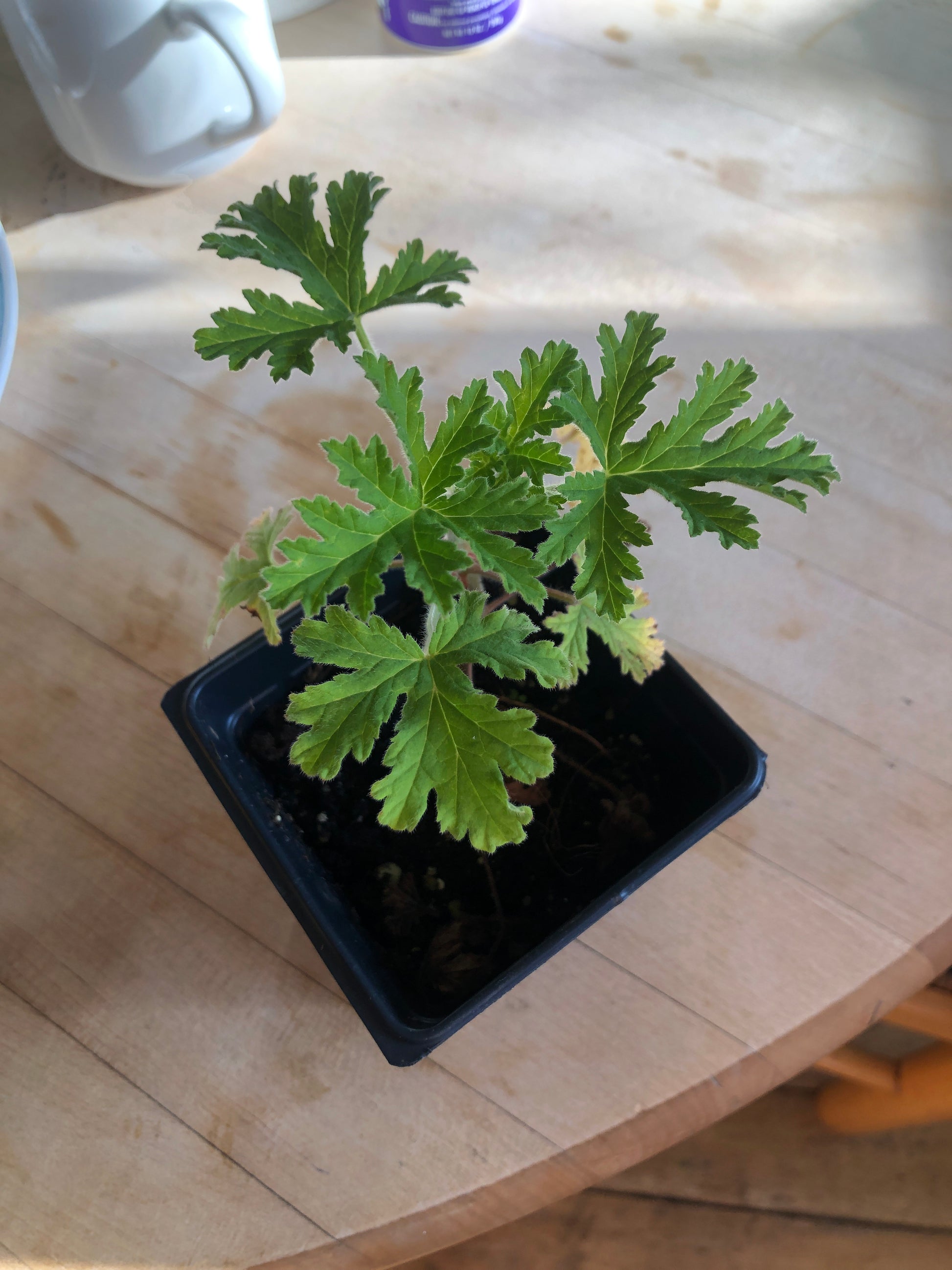 strongly scented pot plant Geranium Attar of Roses (Pelargonium capitatum) Live Plant in 2.5 inch Pot