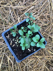 Organic Peppermint Plant (Mentha piperita) in 2.5-Inch Pot by Smoke Camp Crafts