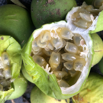 passion flower seeds for sale Passion Flower Seeds (Passiflora incarnata) 30 Seeds (1 grams)